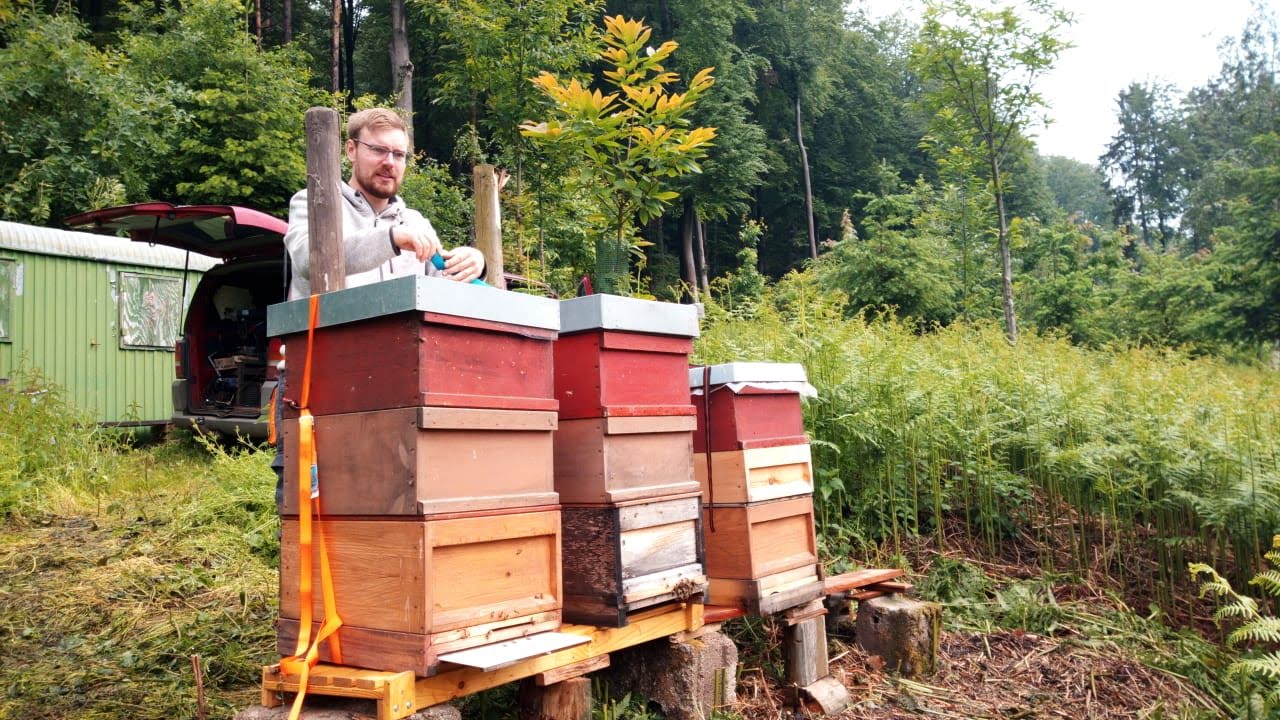 julians honigwelt aufstellung der voelker im wald